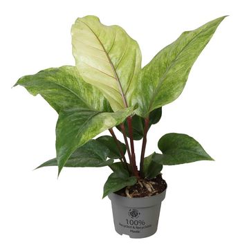 Anthurium 'Scorpion Mint' — Plant Wholesale FlorAccess