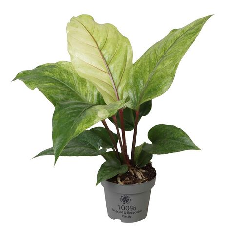 Anthurium affine RENAISSANCE