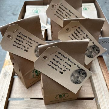 Crocus tommasinianus 'Barr's Purple'