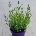 Lavandula angustifolia 'Hidcote'
