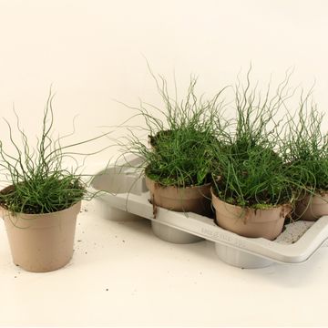 Juncus effusus spiralis