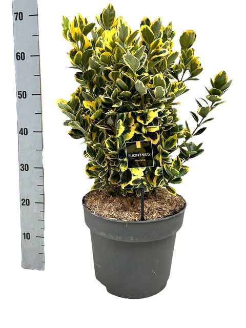 Euonymus japonicus MARIEKE