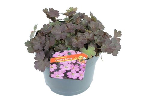 Geranium 'Dusky Crûg'