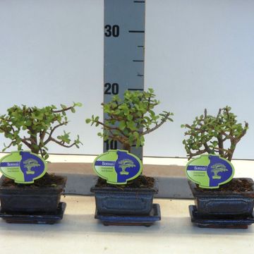Portulacaria afra