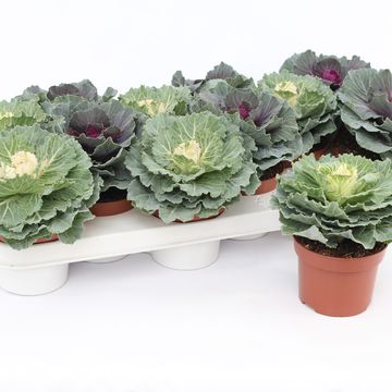 Капуста огородная MIX