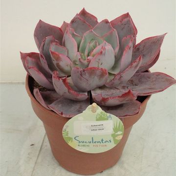 Echeveria 'Afterglow'