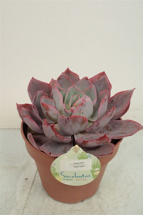 Echeveria 'Afterglow'