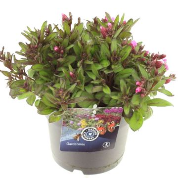 Silene pendula 'Celina'