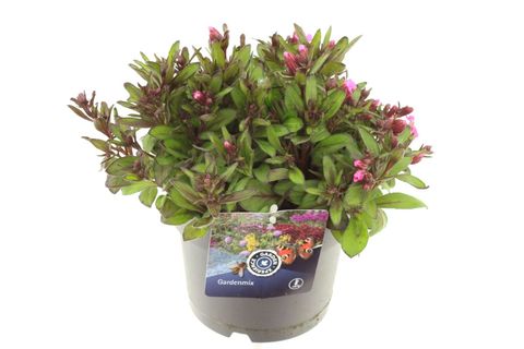 Silene pendula 'Celina'