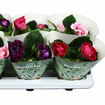 Sinningia SONATA MIX