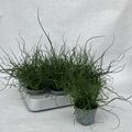 Juncus effusus spiralis