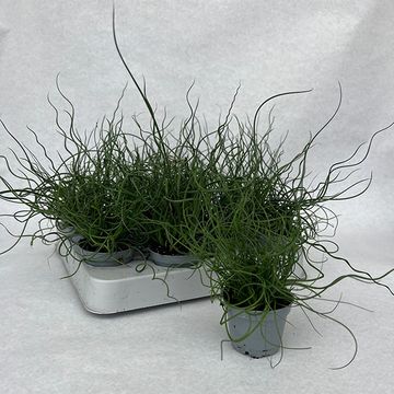 Juncus effusus spiralis