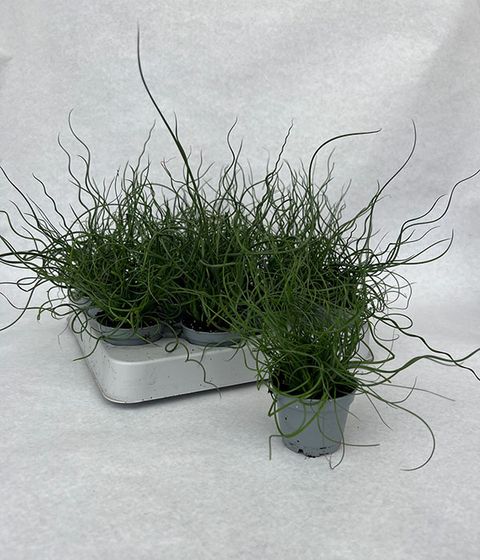 Juncus effusus spiralis