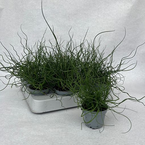 Juncus effusus spiralis