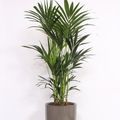Howea forsteriana