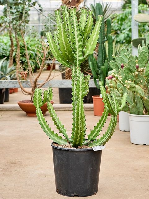 Euphorbia lactea