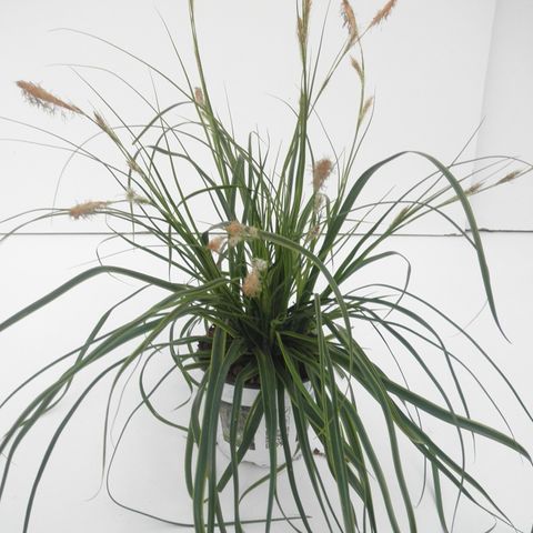 Carex oshimensis EVERCOLOR EVERLIME