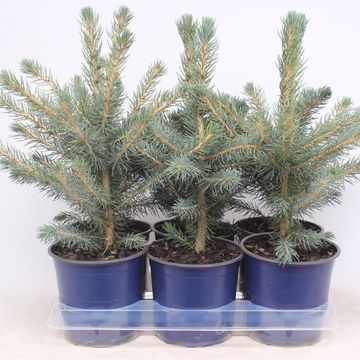 Picea pungens 'Glauca'