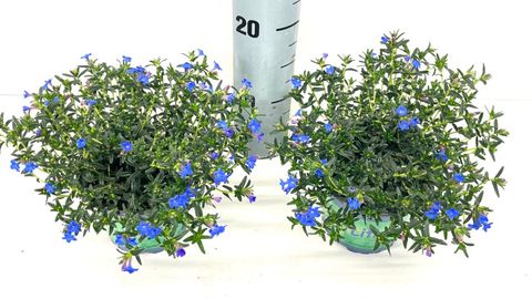 Lithodora diffusa