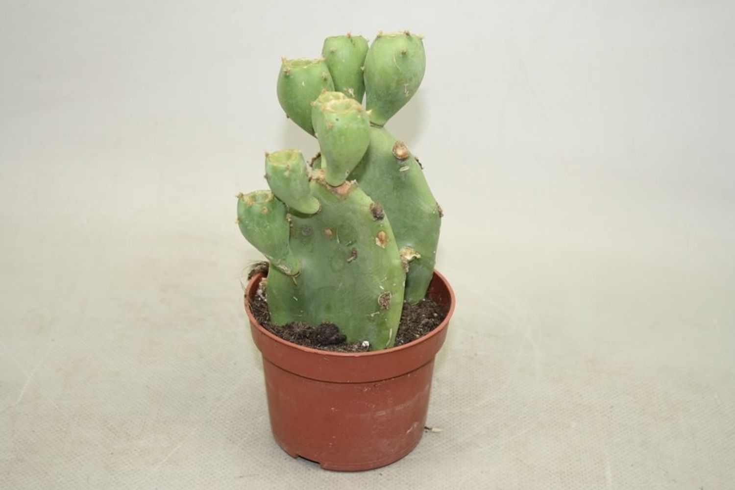 Opuntia vulgaris — Plant Wholesale FlorAccess