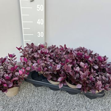 Alternanthera brasiliana 'Purple Prince'