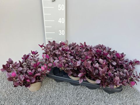 Alternanthera brasiliana 'Purple Prince'