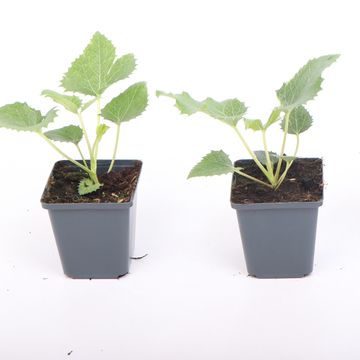 Helleborus argutifolius