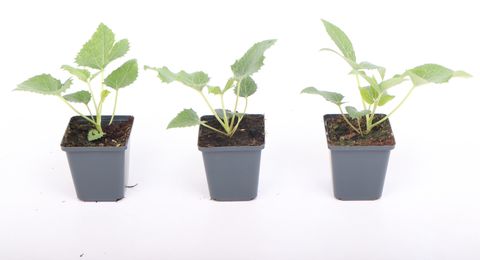 Helleborus argutifolius