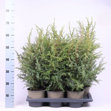 Juniperus communis 'Hibernica'