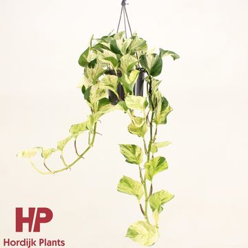 Epipremnum 'Snow Leopard'