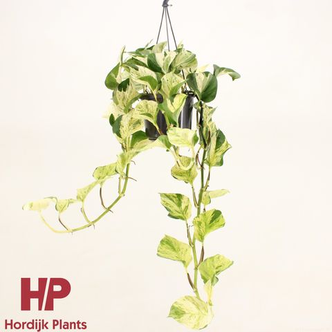 Epipremnum 'Snow Leopard'
