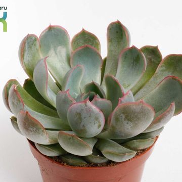 Echeveria 'Apus'
