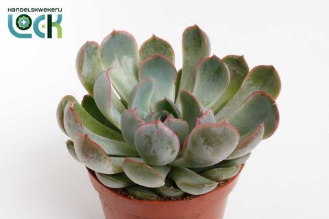 Echeveria 'Apus'