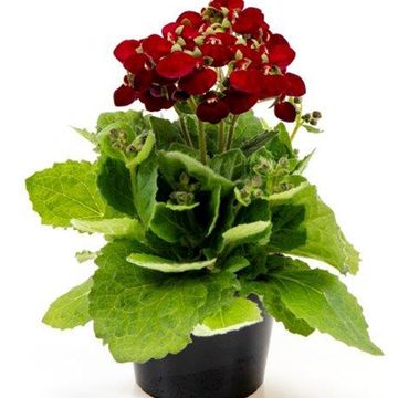 Calceolaria CALYNOPSIS RED