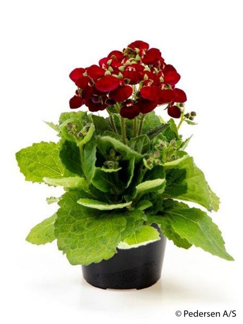 Calceolaria CALYNOPSIS RED