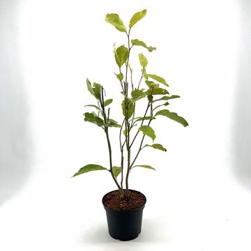 Magnolia x soulangeana 'Rustica Rubra'