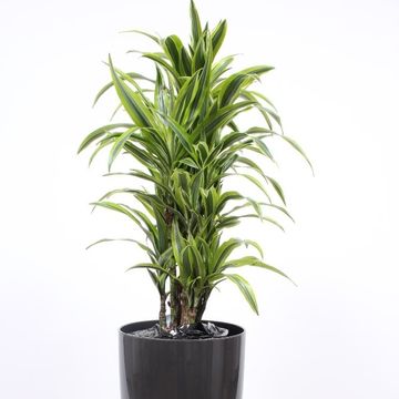 Dracaena fragrans 'Лемон Лайм'