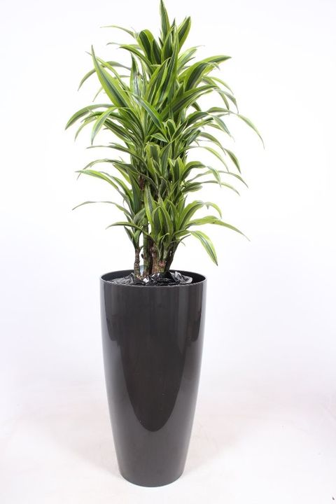 Dracaena fragrans 'Lemon Lime'