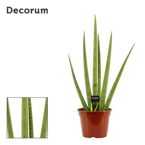 Sansevieria cylindrica 'Handshake'