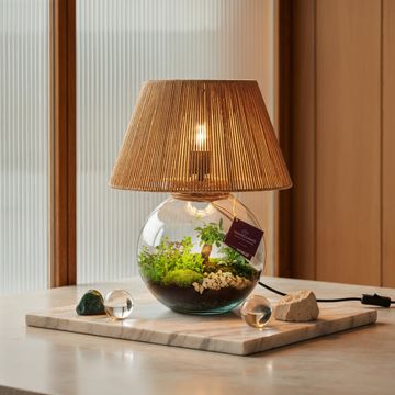 Arrangement Terrarium