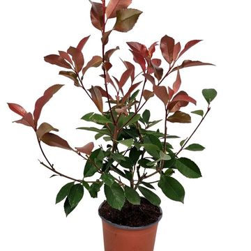 Photinia x fraseri 'Red Robin'