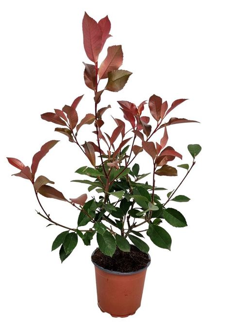 Photinia x fraseri 'Red Robin'
