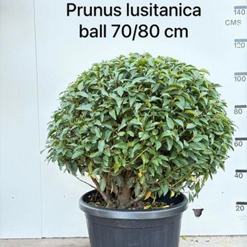 Prunus lusitanica 'Angustifolia'