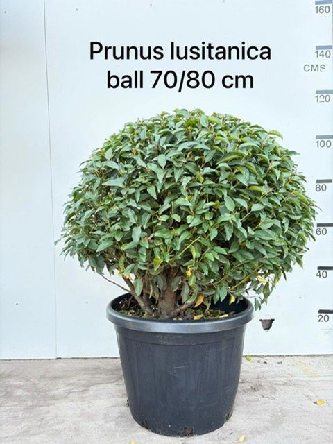 Prunus lusitanica 'Angustifolia'