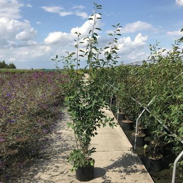 Amelanchier arborea 'Robin Hill'