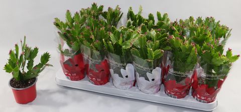 Schlumbergera MIX