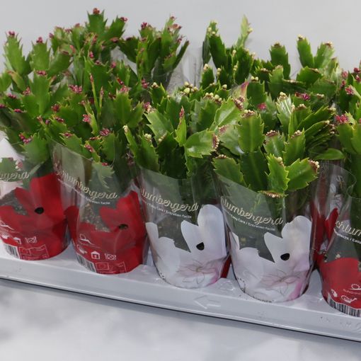 Schlumbergera MIX