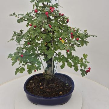 Crataegus cuneata