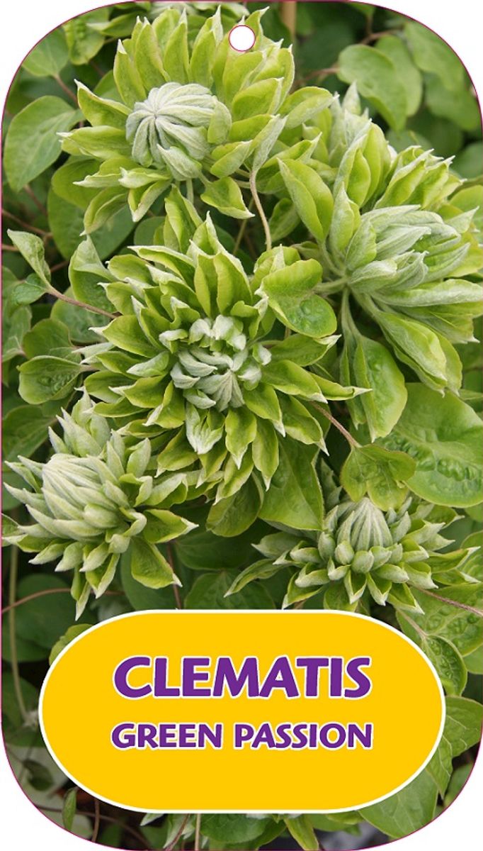 Clematis GREEN PASSION (EL) — Plant Wholesale FlorAccess