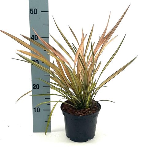 Phormium 'Rainbow Sunrise'